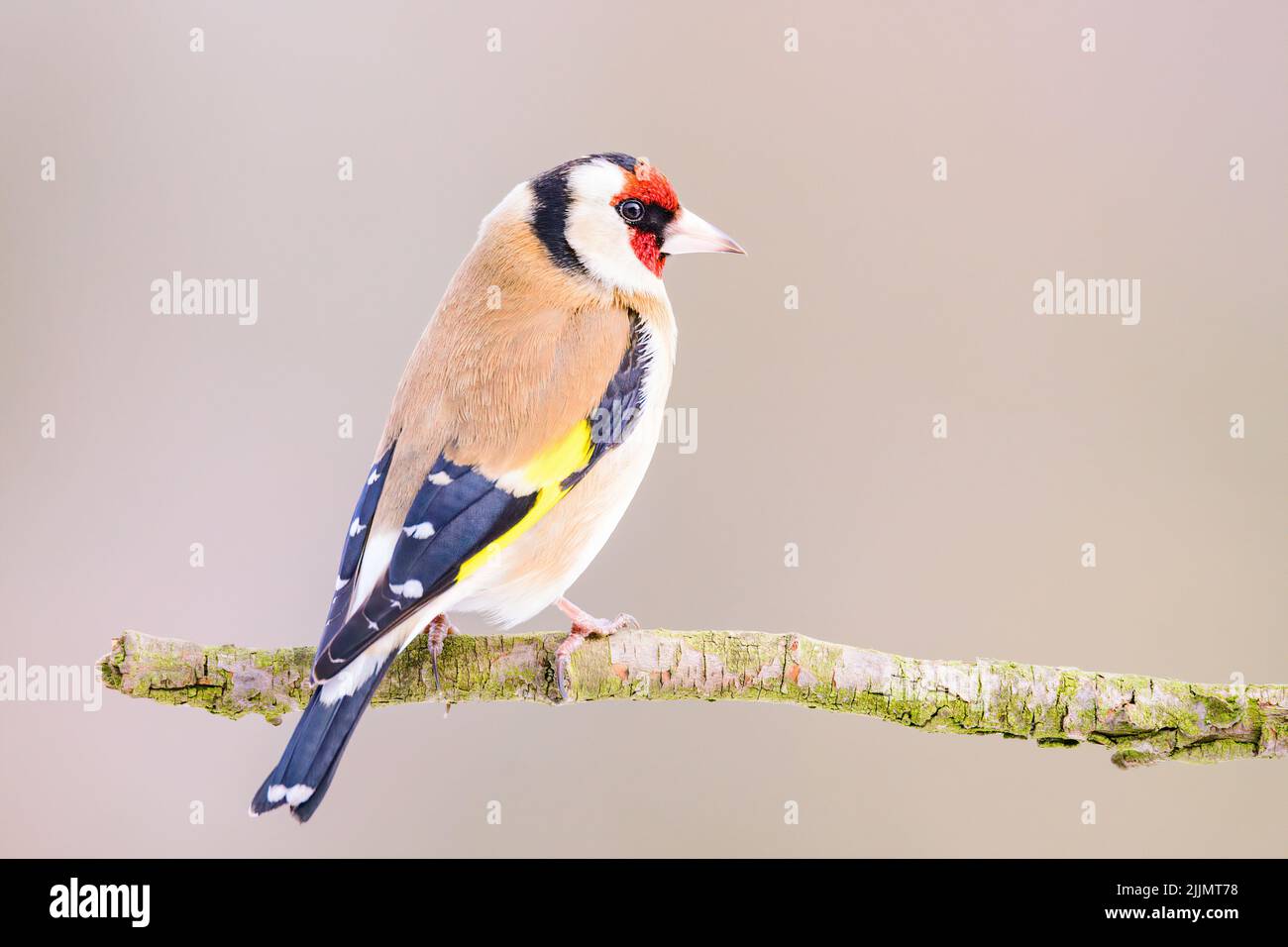 Un petit foyer peu profond d'un joli petit oiseau de couleur rouge européen assis sur une branche regardant autour Banque D'Images