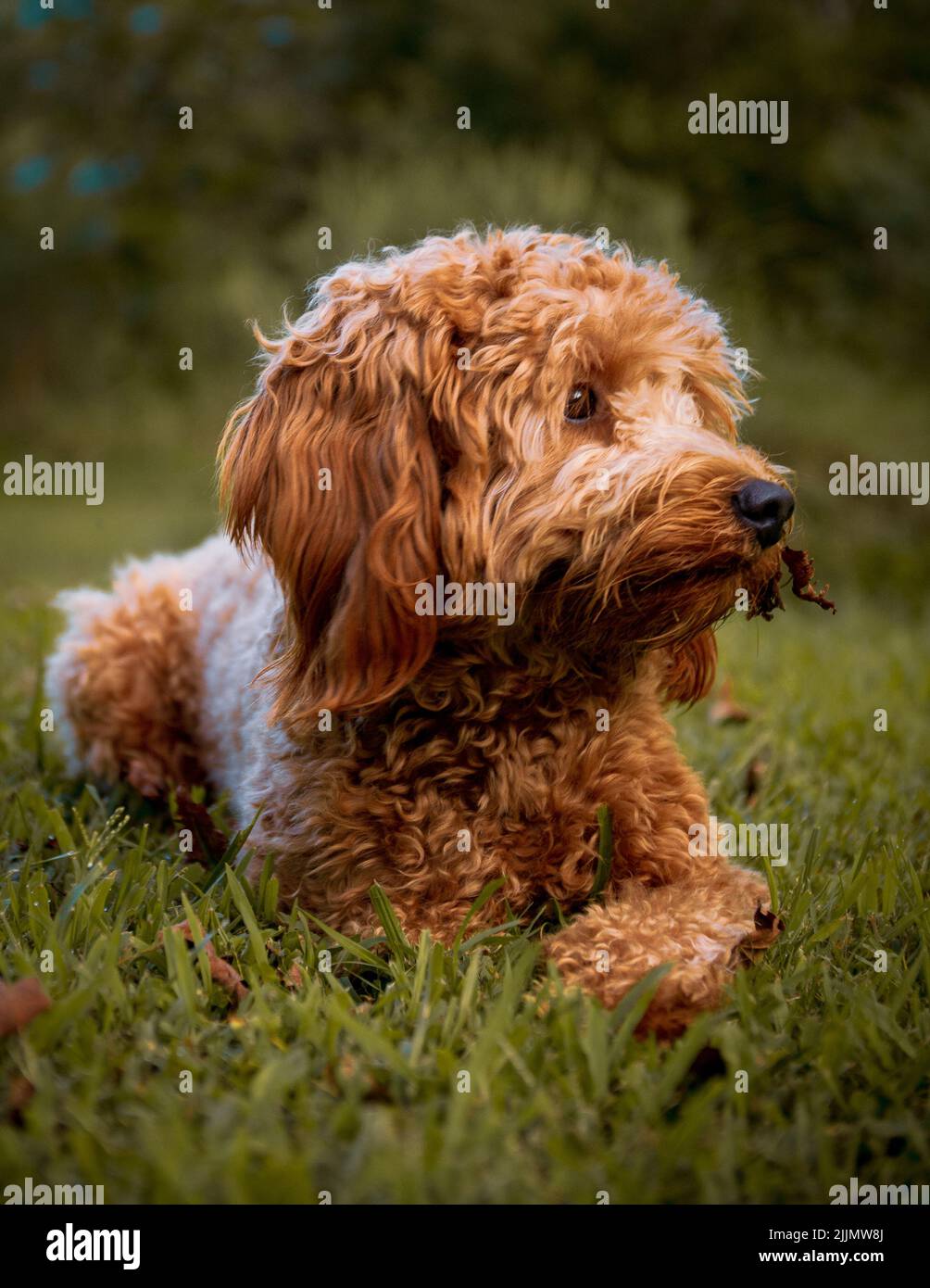 Un cliché vertical d'un labradoodle couché sur l'herbe Banque D'Images