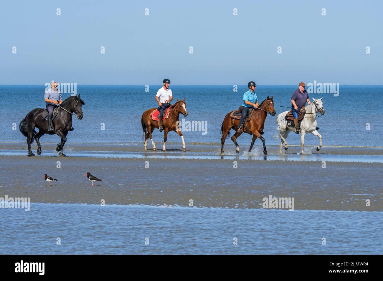 Quatre cavaliers âgés / âgés sur l'équitation sur la plage de sable le long de la côte de la mer du Nord en été Banque D'Images