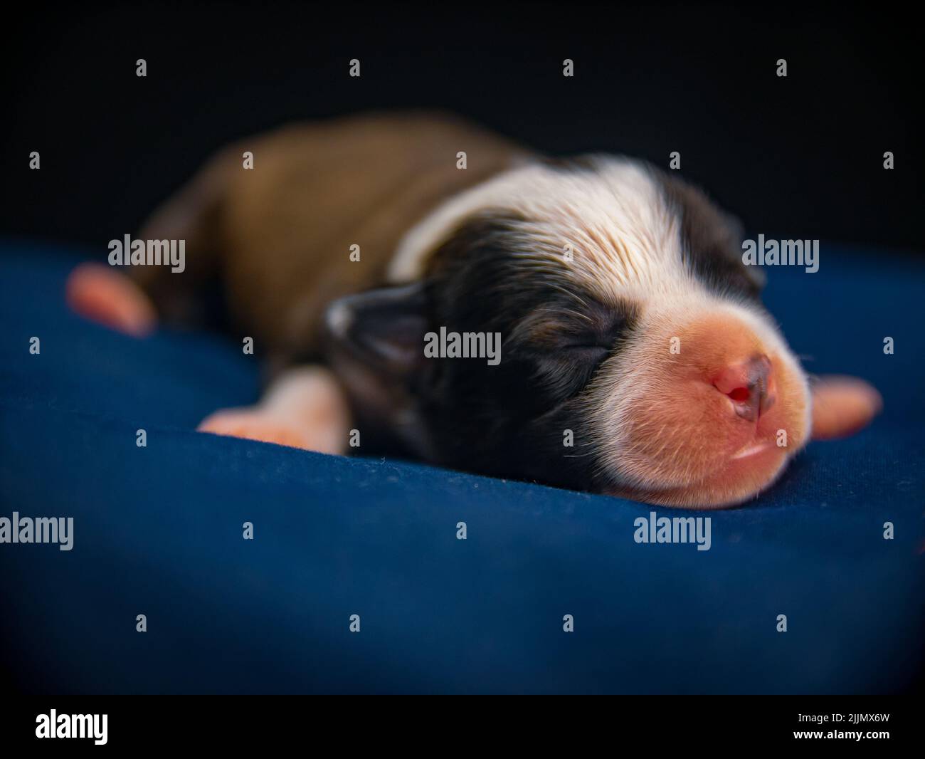 Un gros plan d'un petit chien de Staffordshire Terrier qui dormait sur un oreiller bleu Banque D'Images