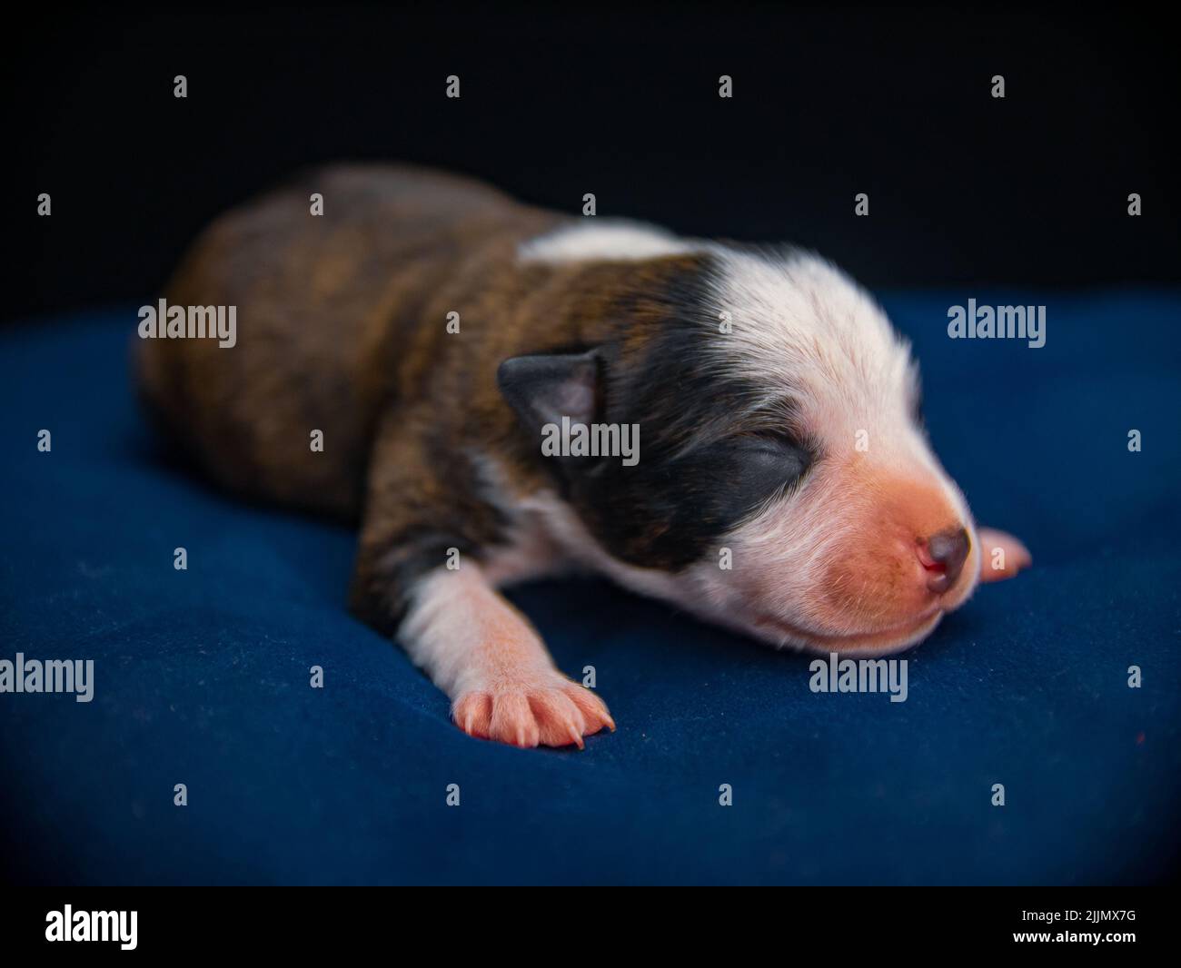 Un gros plan d'un petit chien de Staffordshire Terrier qui dormait sur un oreiller bleu Banque D'Images