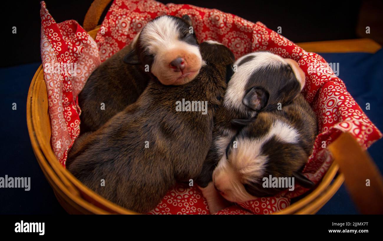 Vue de dessus des chiens du Staffordshire Terrier américain dormant dans un lit jaune couvert d'une couverture rouge Banque D'Images