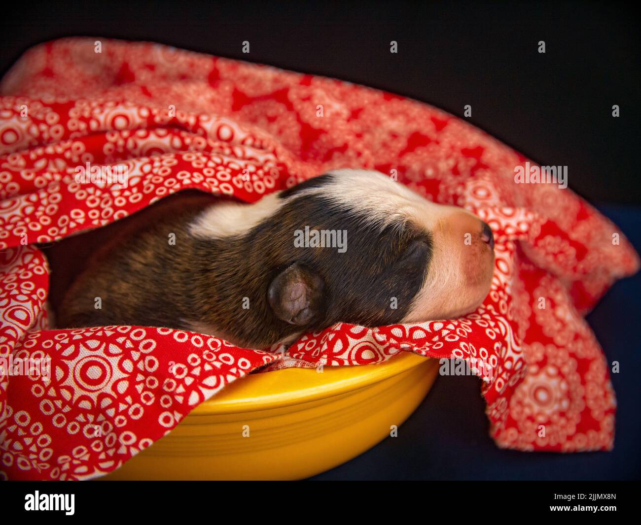 Gros plan d'un chien du Staffordshire Terrier américain dormant dans un lit jaune recouvert d'une couverture rouge Banque D'Images