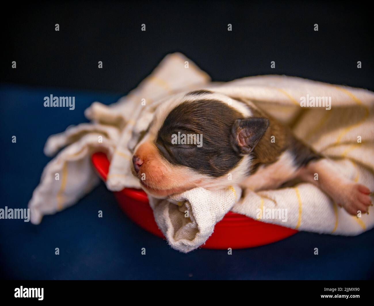 Gros plan d'un petit chien de Staffordshire Terrier américain endormi et recouvert d'une couverture Banque D'Images