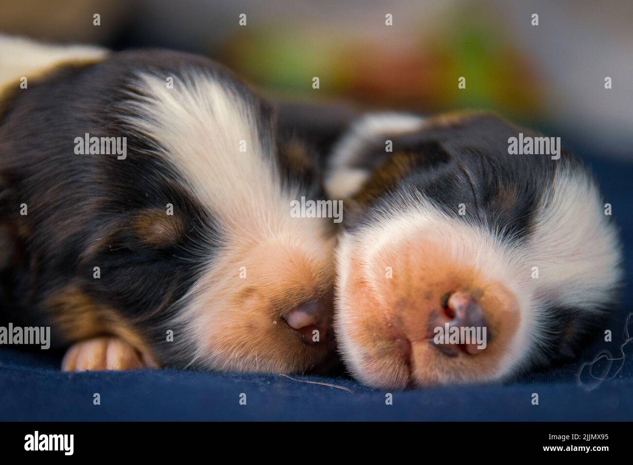 Adorable chien de montagne bernois chiots dormant Banque D'Images