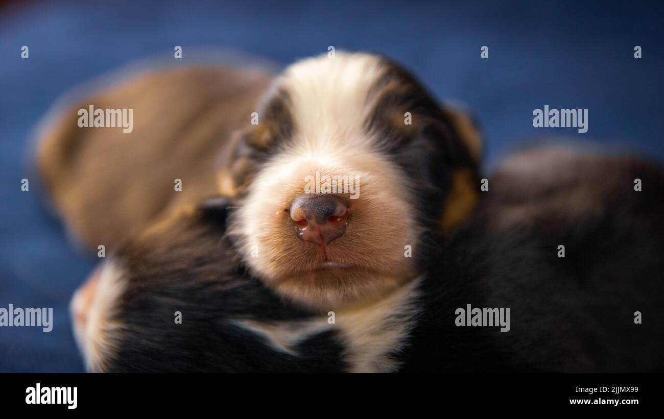 Un gros plan d'un petit chien de Staffordshire Terrier qui dormait sur un oreiller bleu Banque D'Images