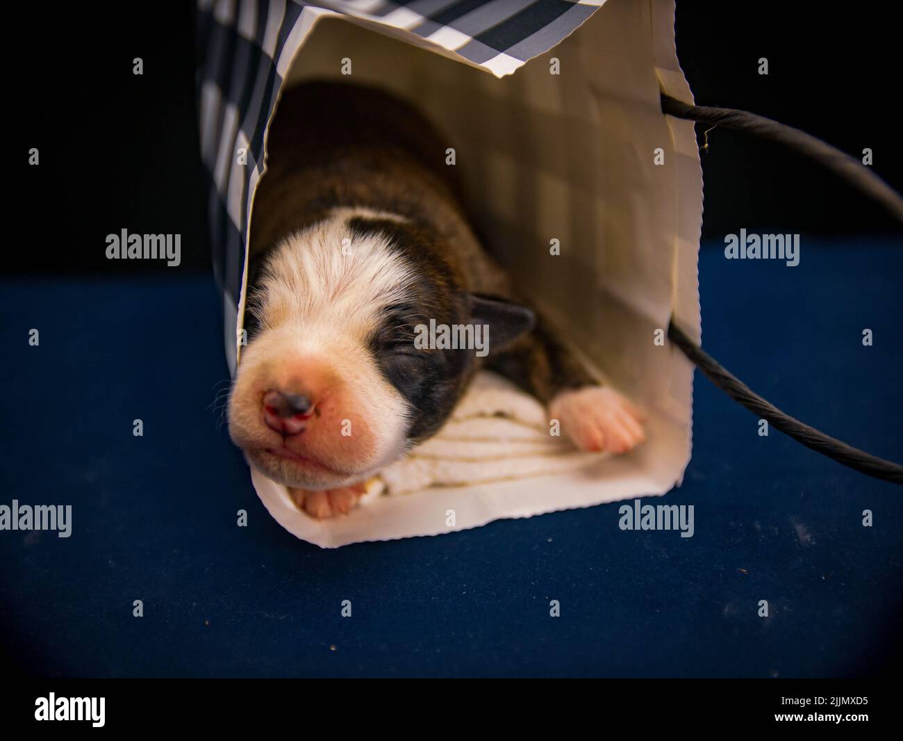 Gros plan d'un petit chien américain Staffordshire Terrier dormant dans un sac Banque D'Images