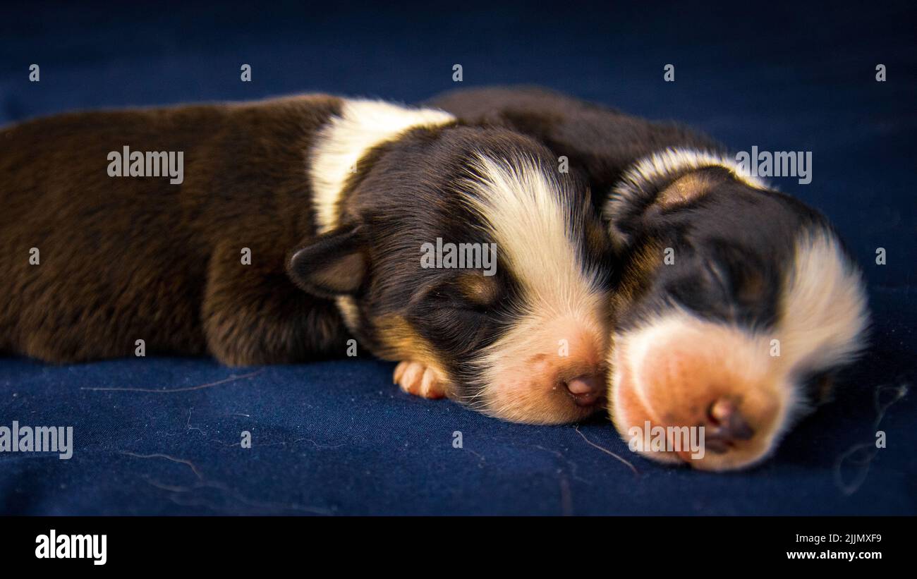 Gros plan de deux chiens du Staffordshire Terrier américains dormant sur un oreiller bleu Banque D'Images