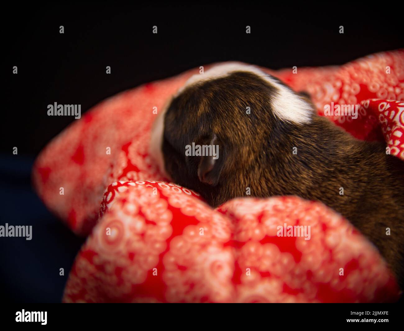 Gros plan d'un chien du Staffordshire Terrier américain dormant dans un lit jaune recouvert d'une couverture rouge Banque D'Images