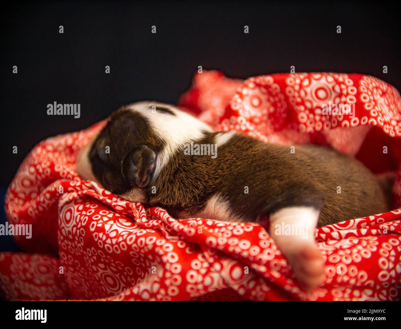 Gros plan d'un chien du Staffordshire Terrier américain dormant dans un lit jaune recouvert d'une couverture rouge Banque D'Images