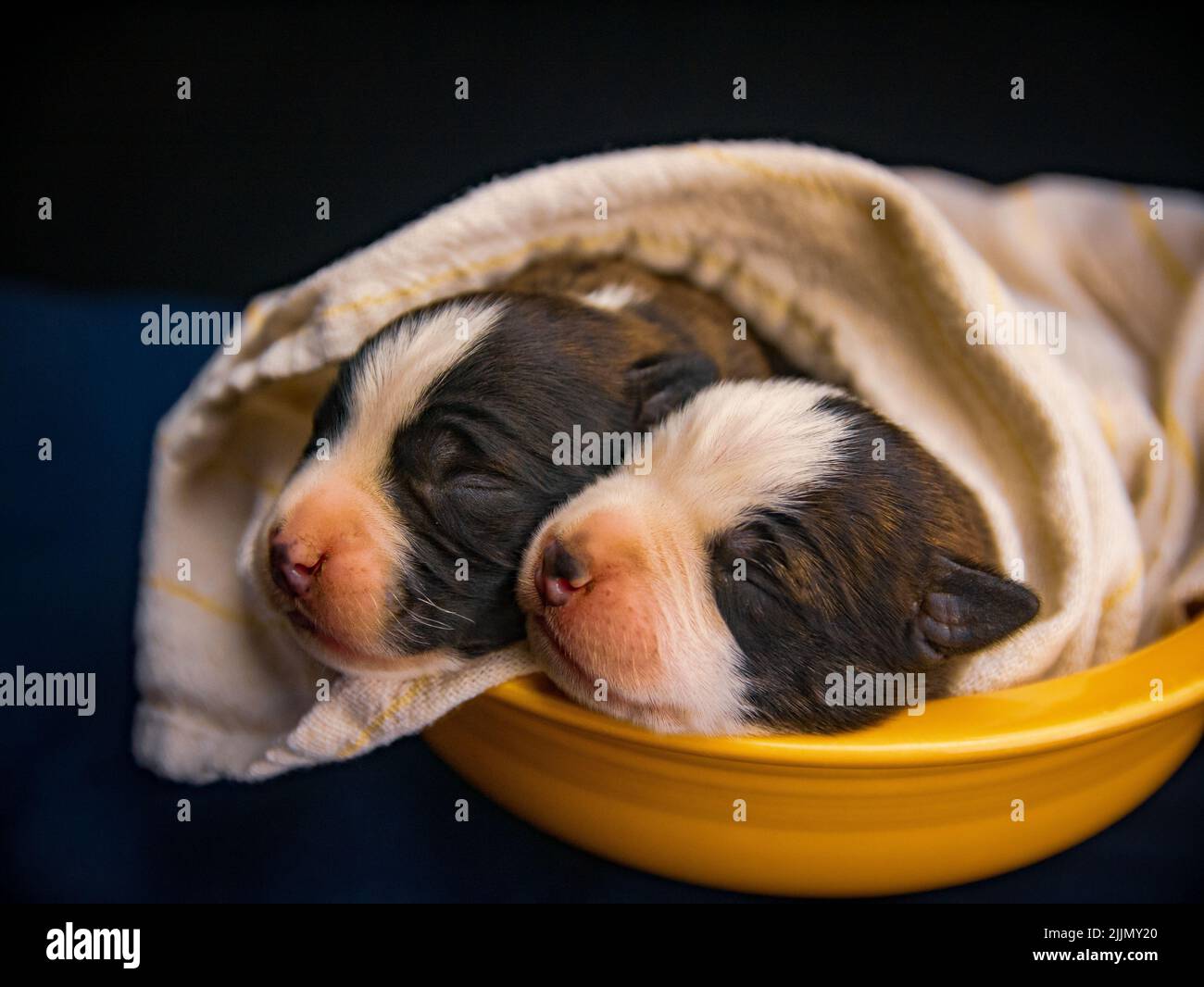 Gros plan de deux chiens américains du Staffordshire Terrier dormant dans un lit jaune recouvert d'une couverture Banque D'Images