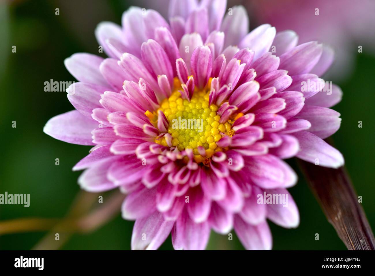 Photo macro de la fleur de jardin de Chrysanthemum Banque D'Images