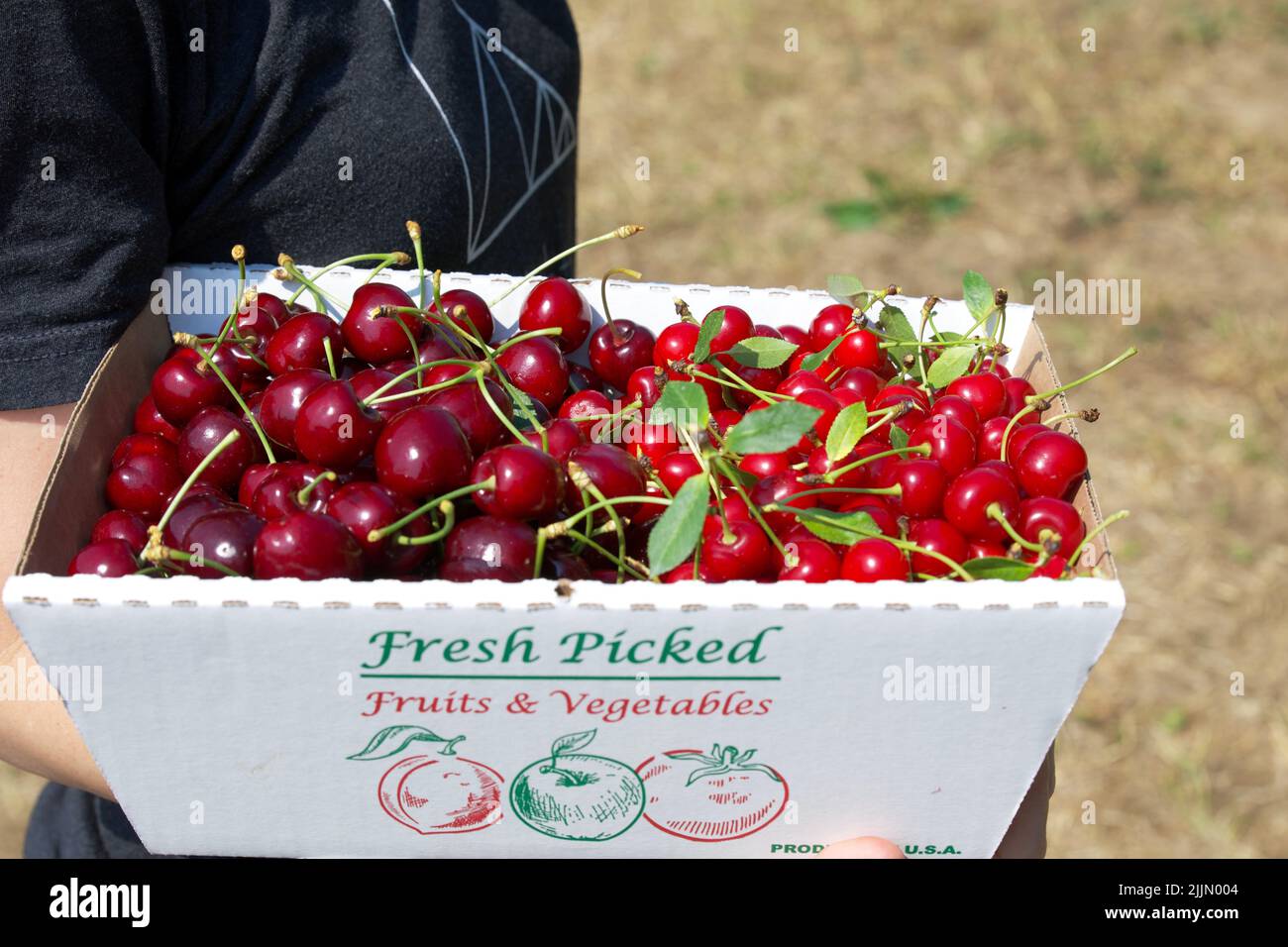 Cueillette de cerises au printemps à New York Banque D'Images