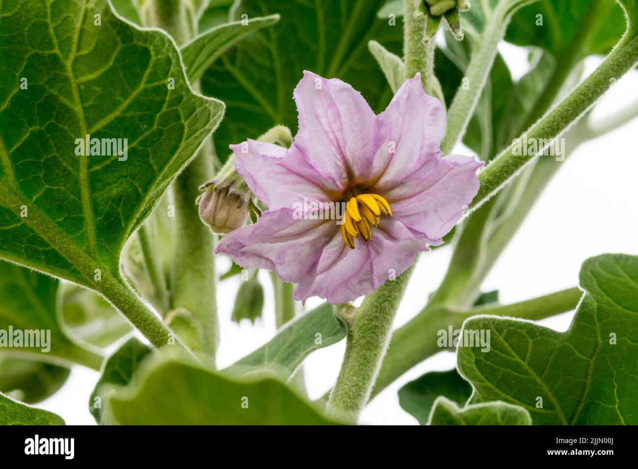Fleurir sur une plante d'aubergine biologique de 'Black Beauty' qui pousse en serre. Banque D'Images