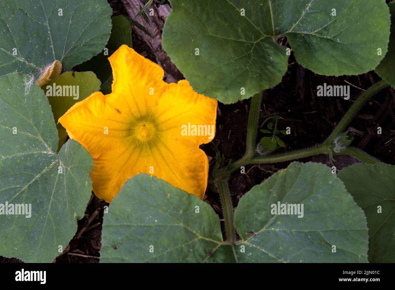 Fleur sur courge musquée, Cucurbita moschata, poussant dans un potager ou un lotissement. Banque D'Images