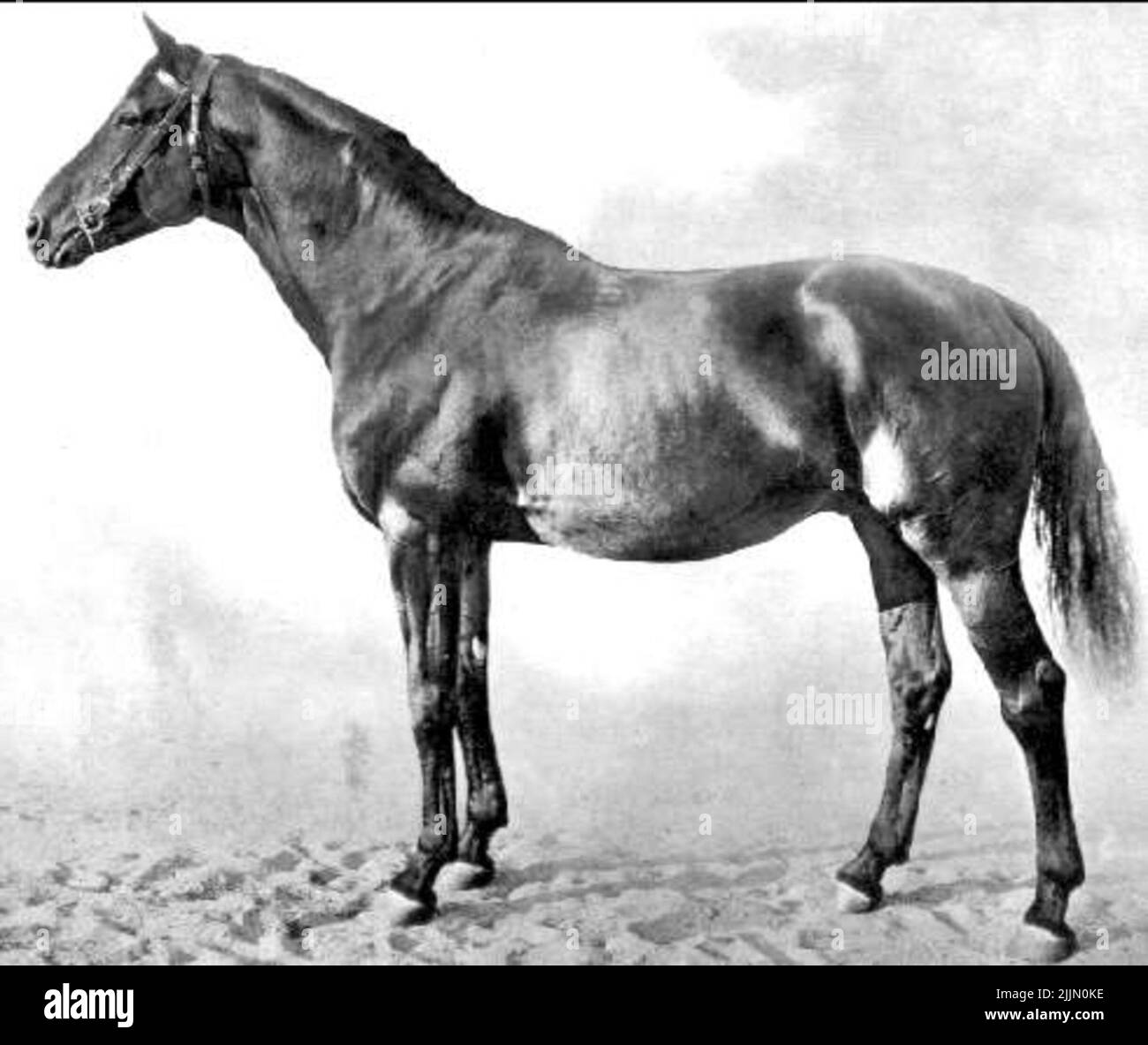 Le colonel. Né en 1904, demi-sang, suédois. Marron avec étoile. MH : 164cm. Père: Le Cygne **. Mère: Colona, Grandpa: Colbrado. Éleveur: Agriculteurs J. Bengtsson, Hjerup. Propriétaire: Flyinge Stallion. Banque D'Images