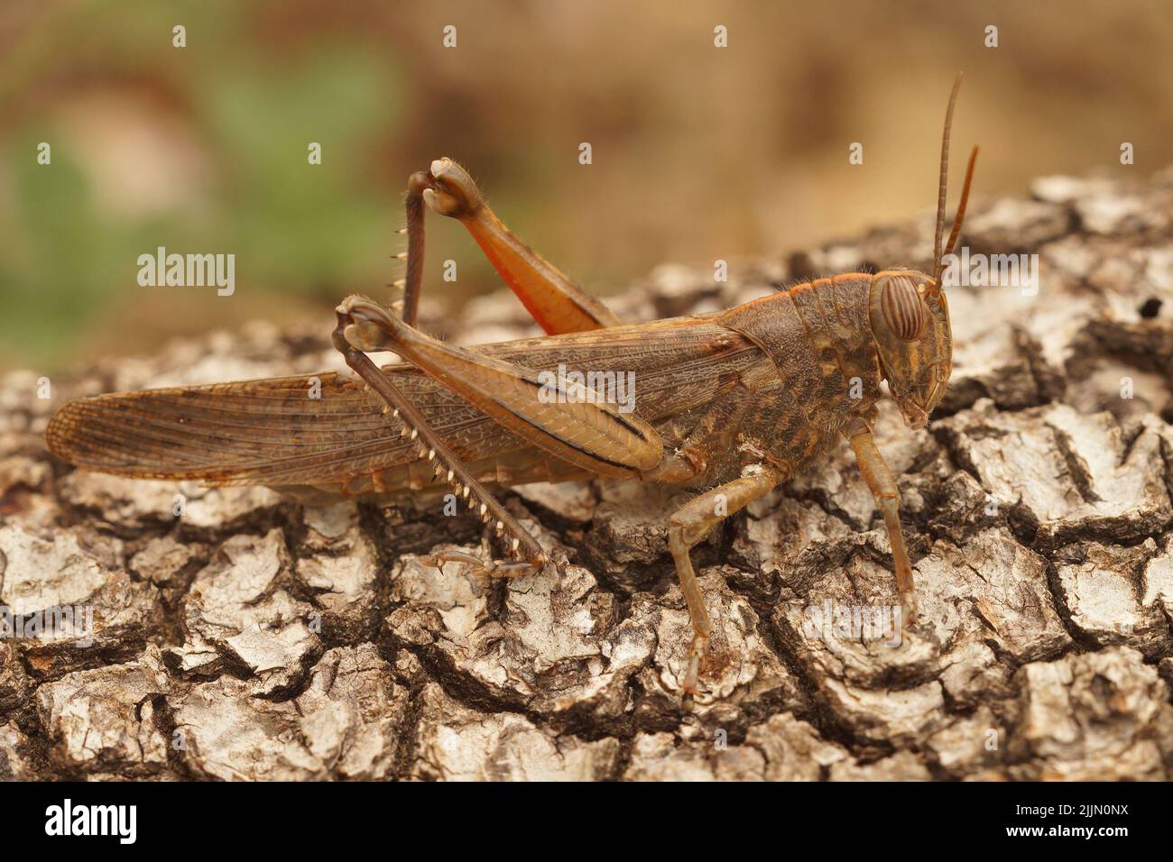 Gros plan sur un criquet égyptien adulte, Anacridium aegyptium, assis sur un morceau de bois dans le sud de la France Banque D'Images