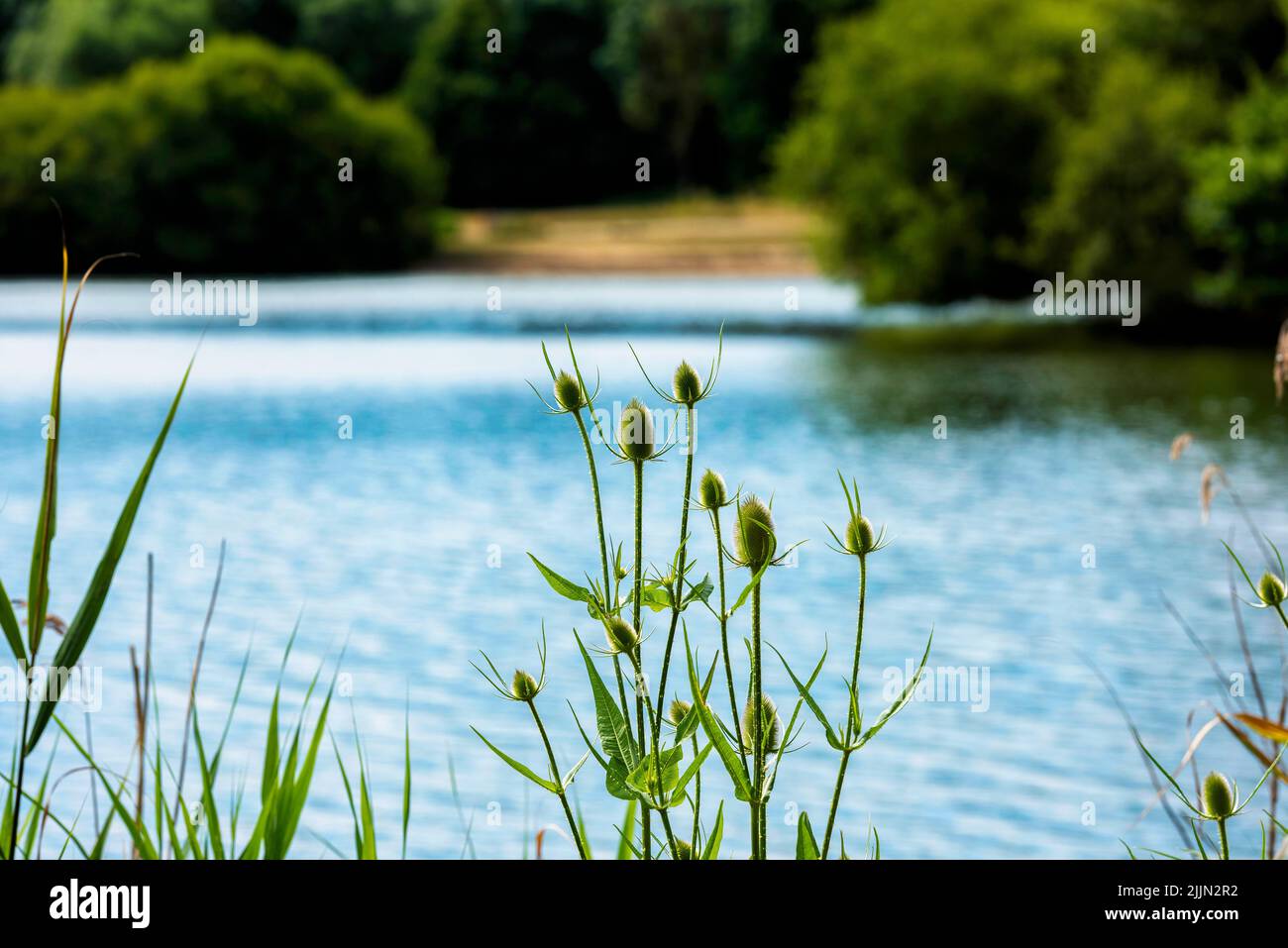 Une usine de Thistle autour d'un des nombreux lacs du parc Haysden à Tonbridge, Kent, Angleterre Banque D'Images