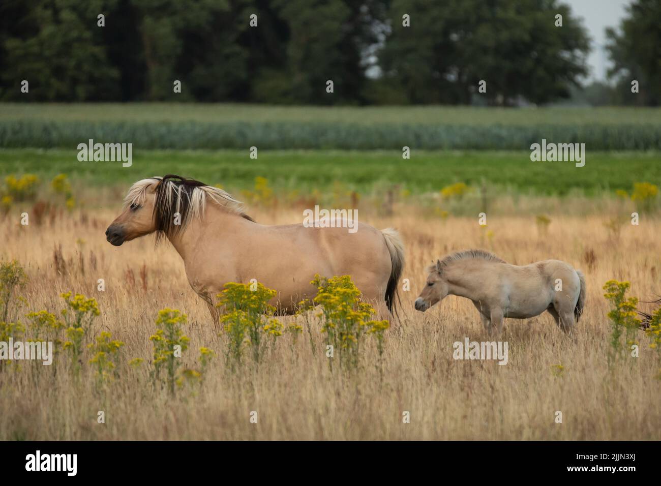 Jument Konik sauvage au centre avec la mane blonde noire coulant et foal dans le paysage naturel avec des herbes et le ragwort dans un premier plan et un arrière-plan flou Banque D'Images