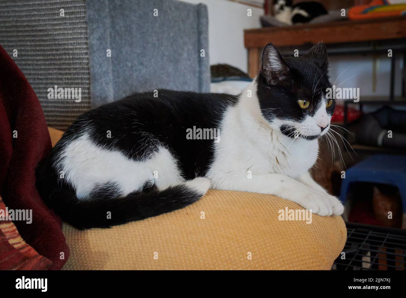 Chats A Poil Court Banque De Photographies Et D Images A Haute Resolution Alamy Chats A Poil Court Banque De Photographies Et D Images A Haute Resolution Alamy