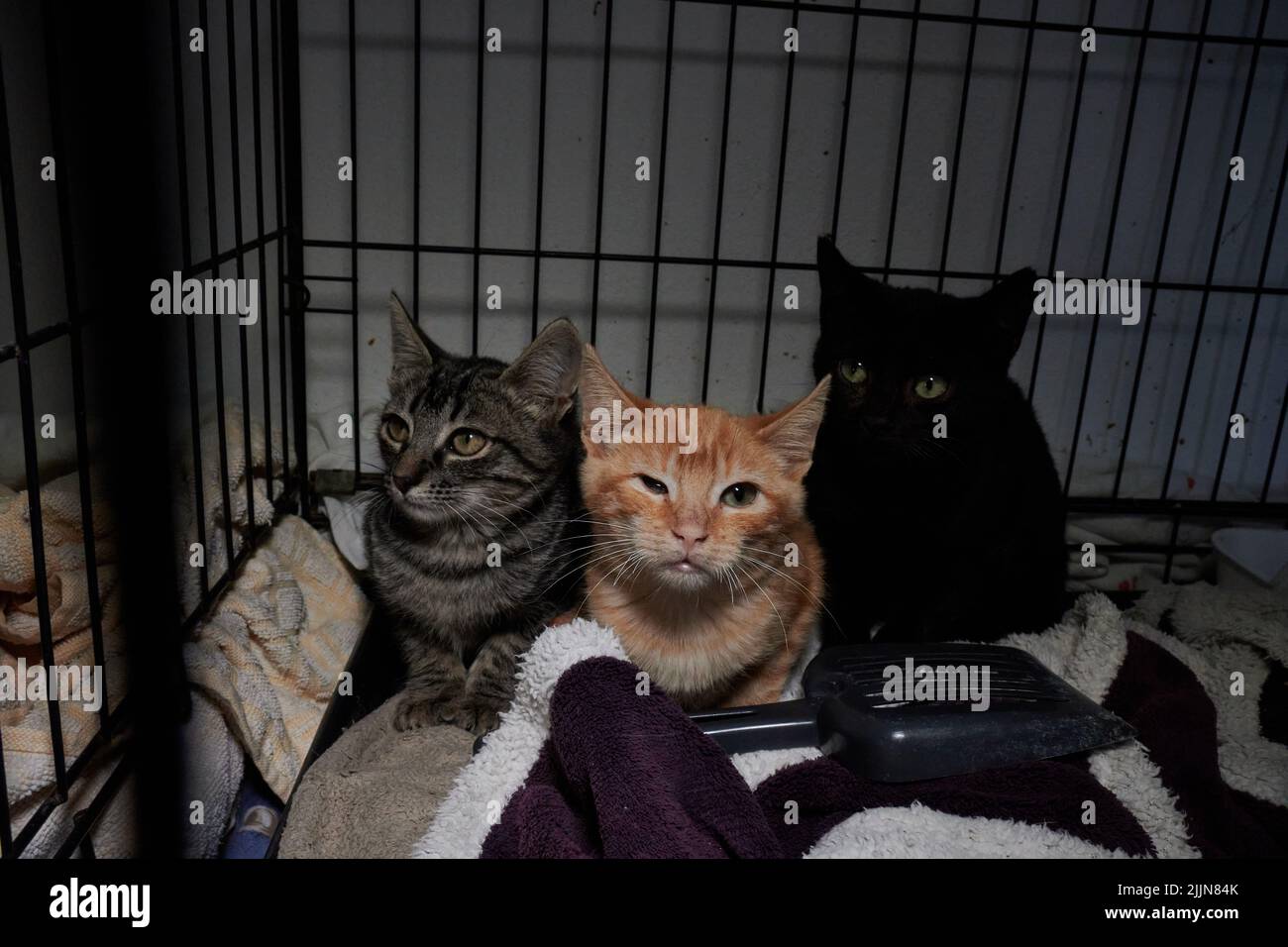 Un gros plan de trois chatons colorés Banque D'Images
