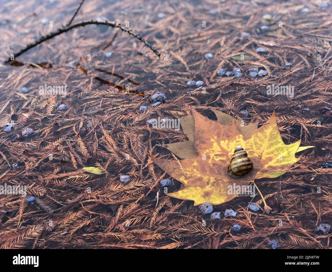 Un escargot sur une feuille automnale près d'une rive Banque D'Images