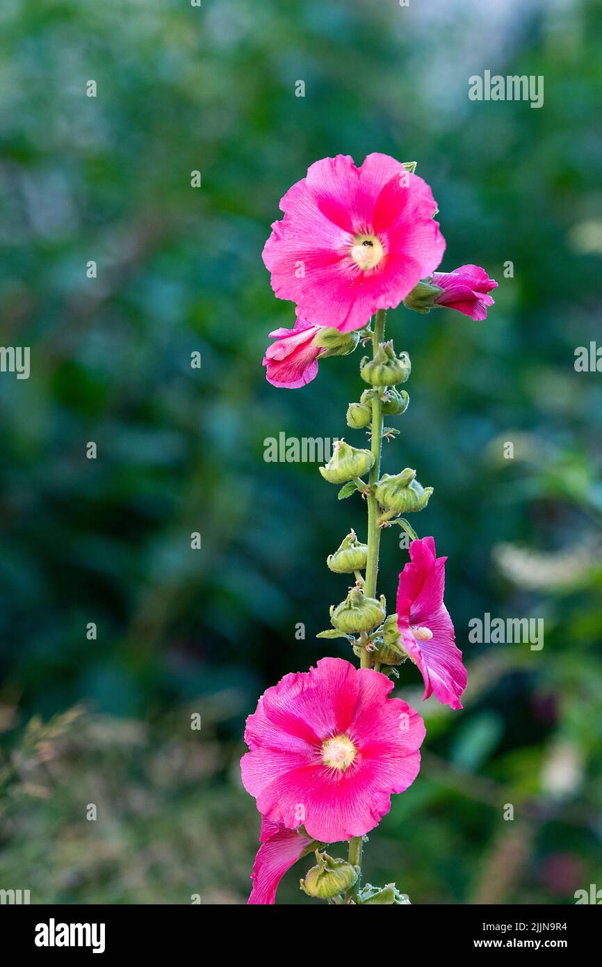 Fleur de hollyhock rose, une grande plante verticale dans les jardins et les bordures de cottage Banque D'Images