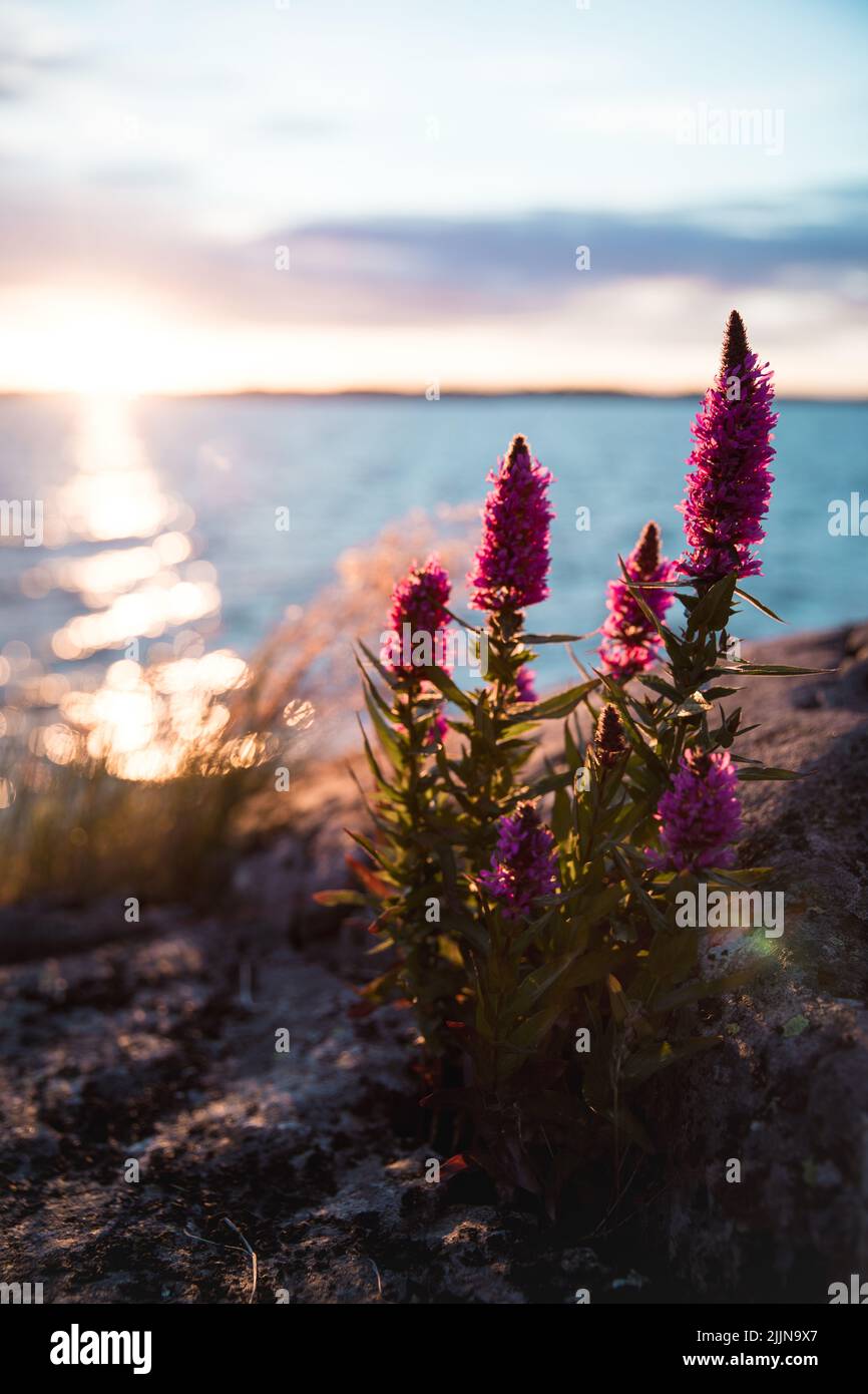 Gros plan d'un loosestrife violet avec un paysage marin sur un fond pendant le coucher du soleil Banque D'Images