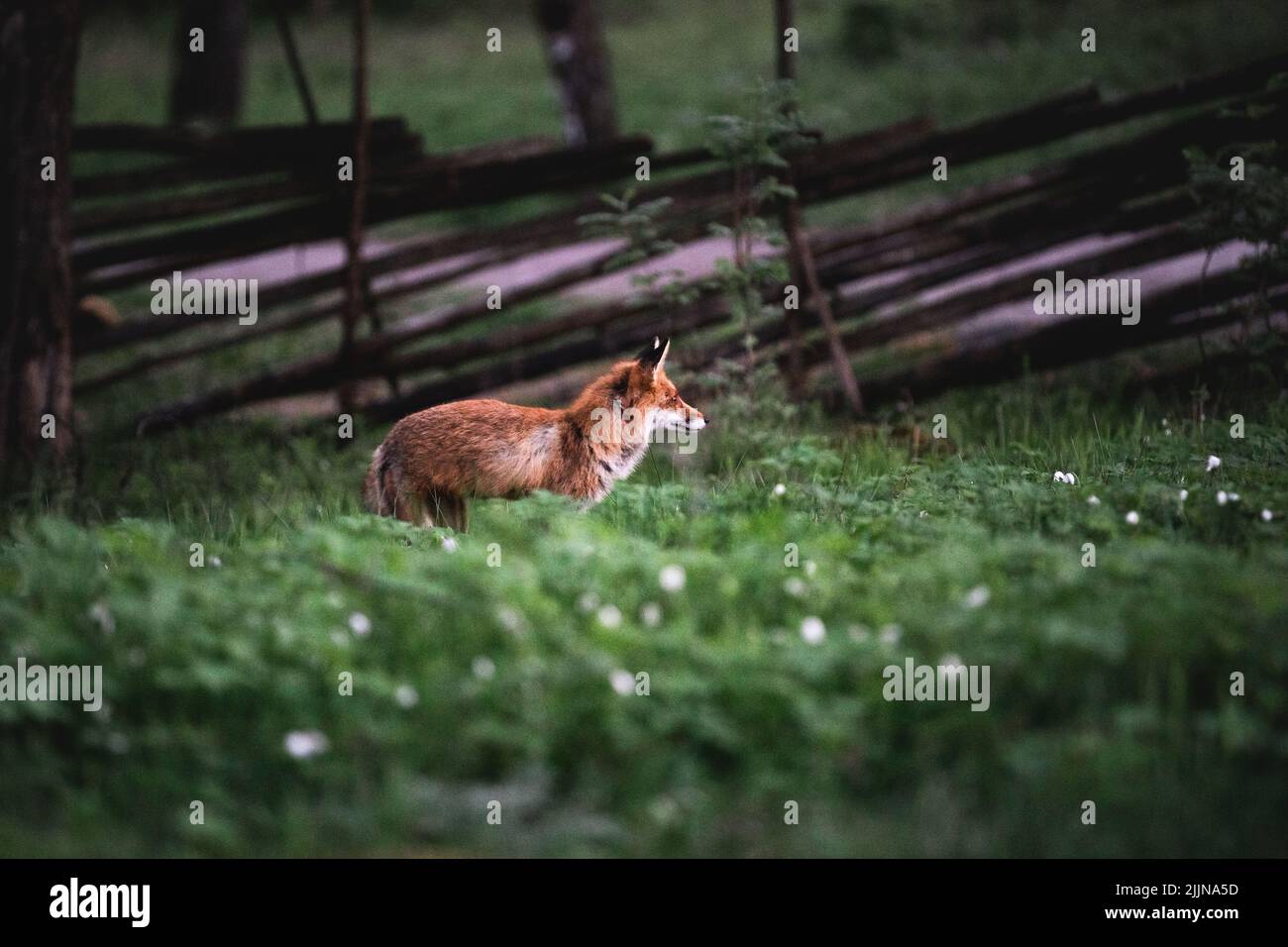 Une vue naturelle d'un renard sauvage sur le champ d'herbe Banque D'Images