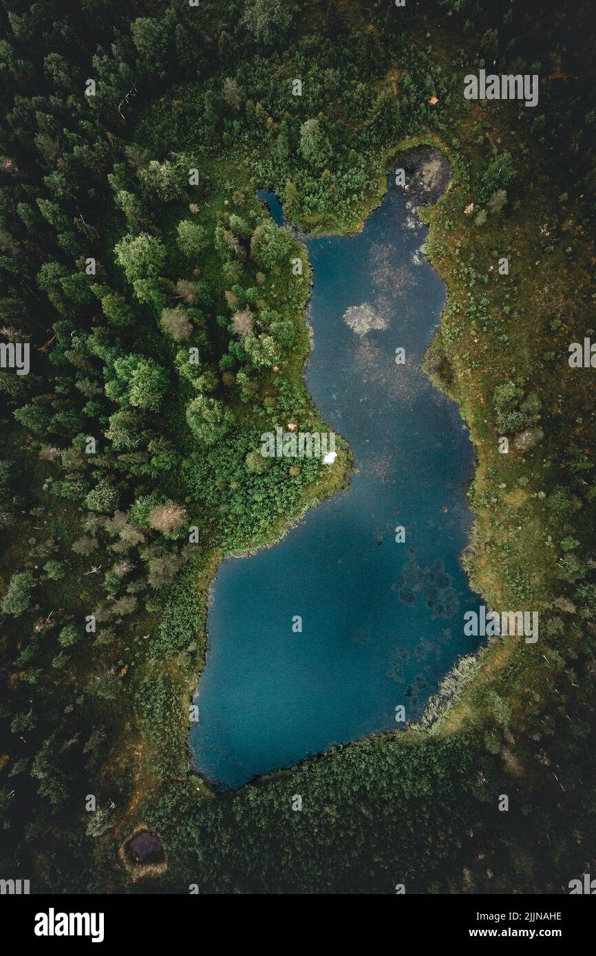 Une vue à vol d'oiseau d'un étang dans une forêt verte avec des sapins Banque D'Images