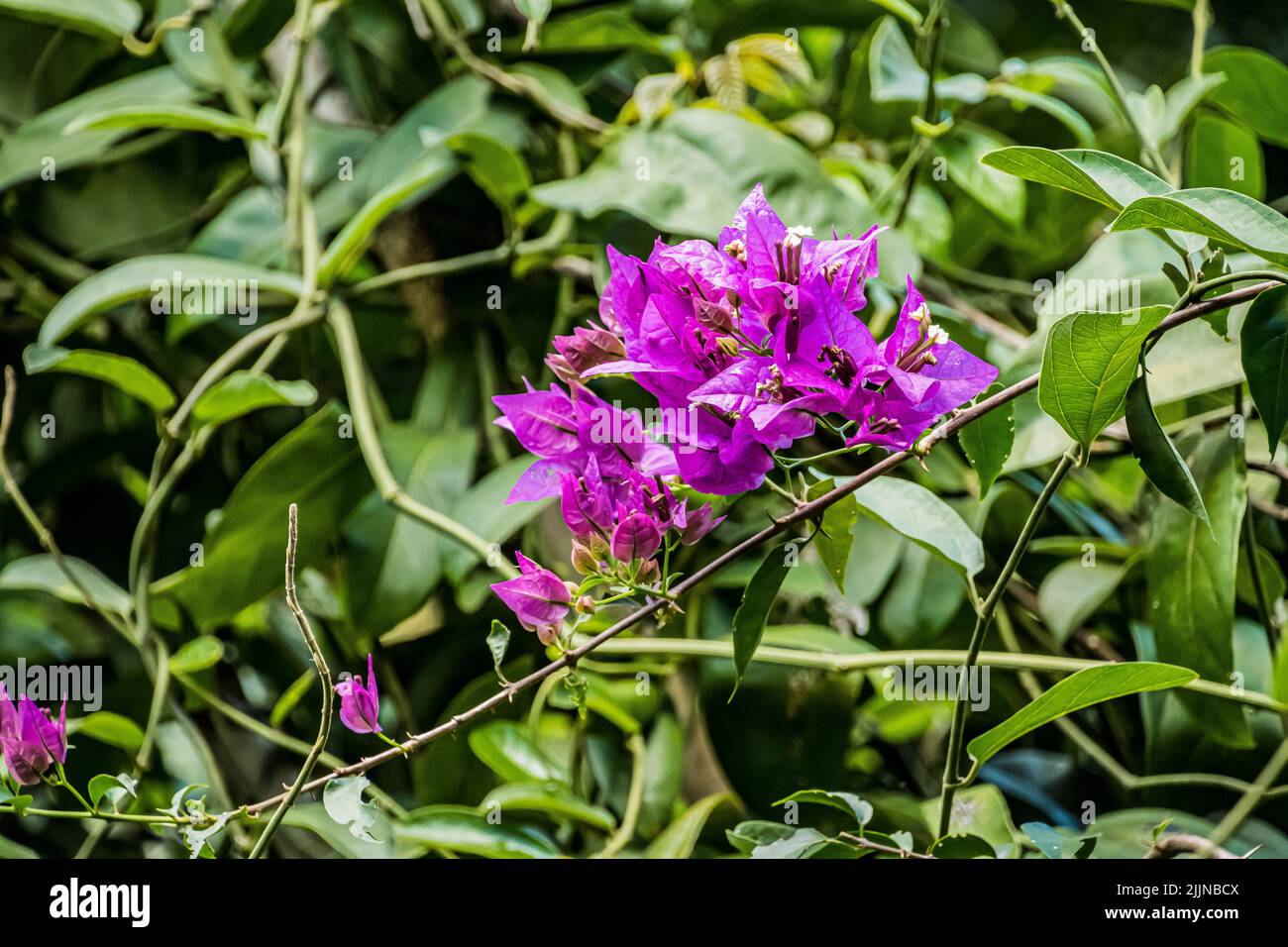 Un gros plan d'un bougainvilliers sur un arbre dans la vallée de Waimea, Oahu Hawaii Banque D'Images