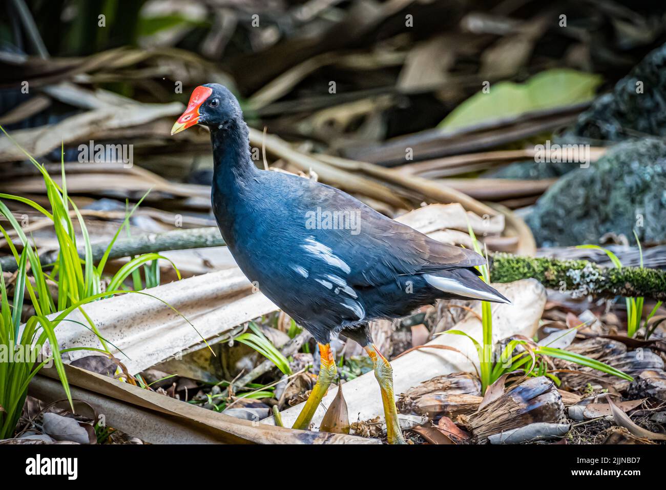 Un gros plan du galinule hawaïen, Gallinula galeata sandvicensis. Banque D'Images