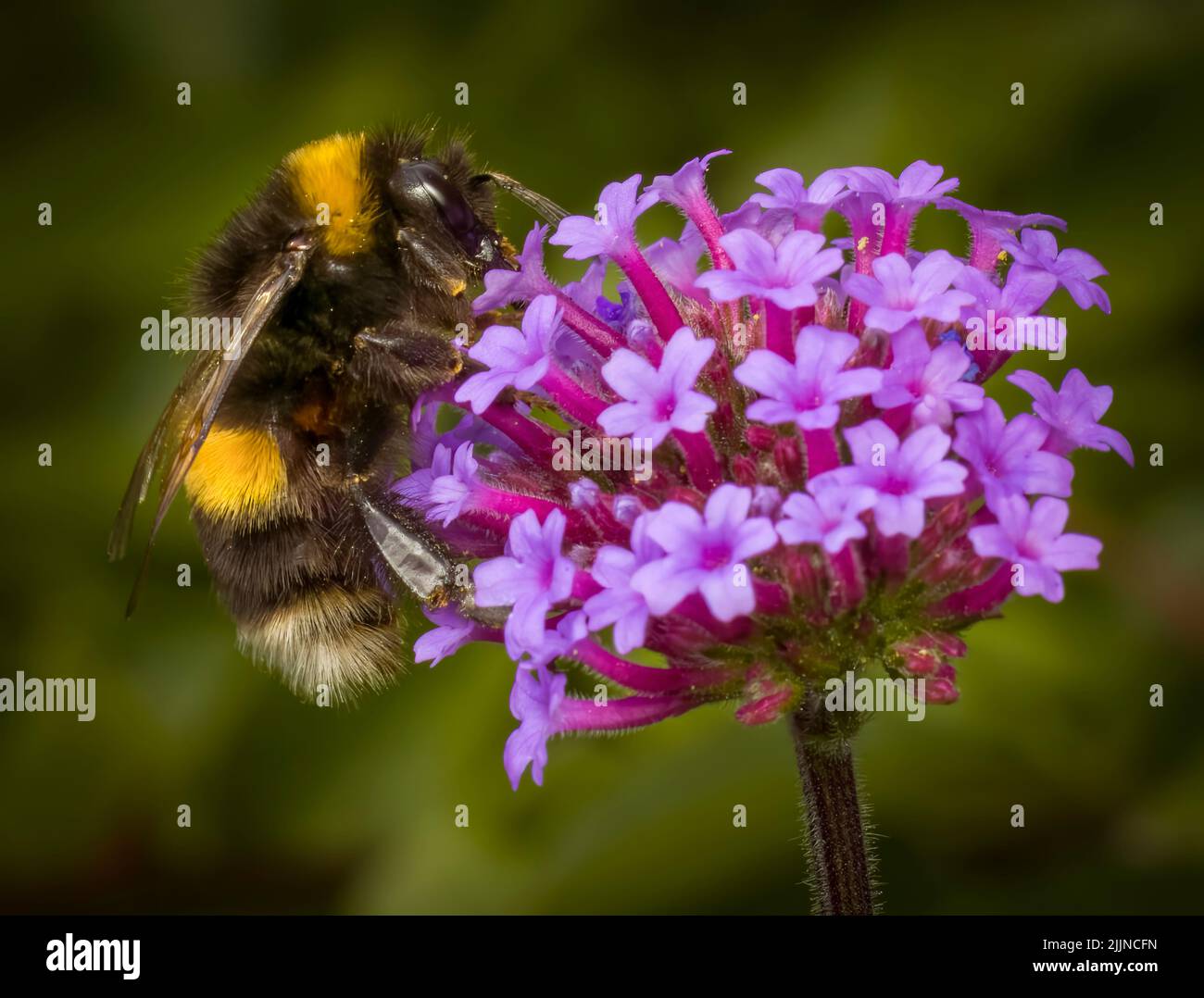 Une abeille Bumble à queue blanche pollentant une fleur de Verbena pourpre Banque D'Images