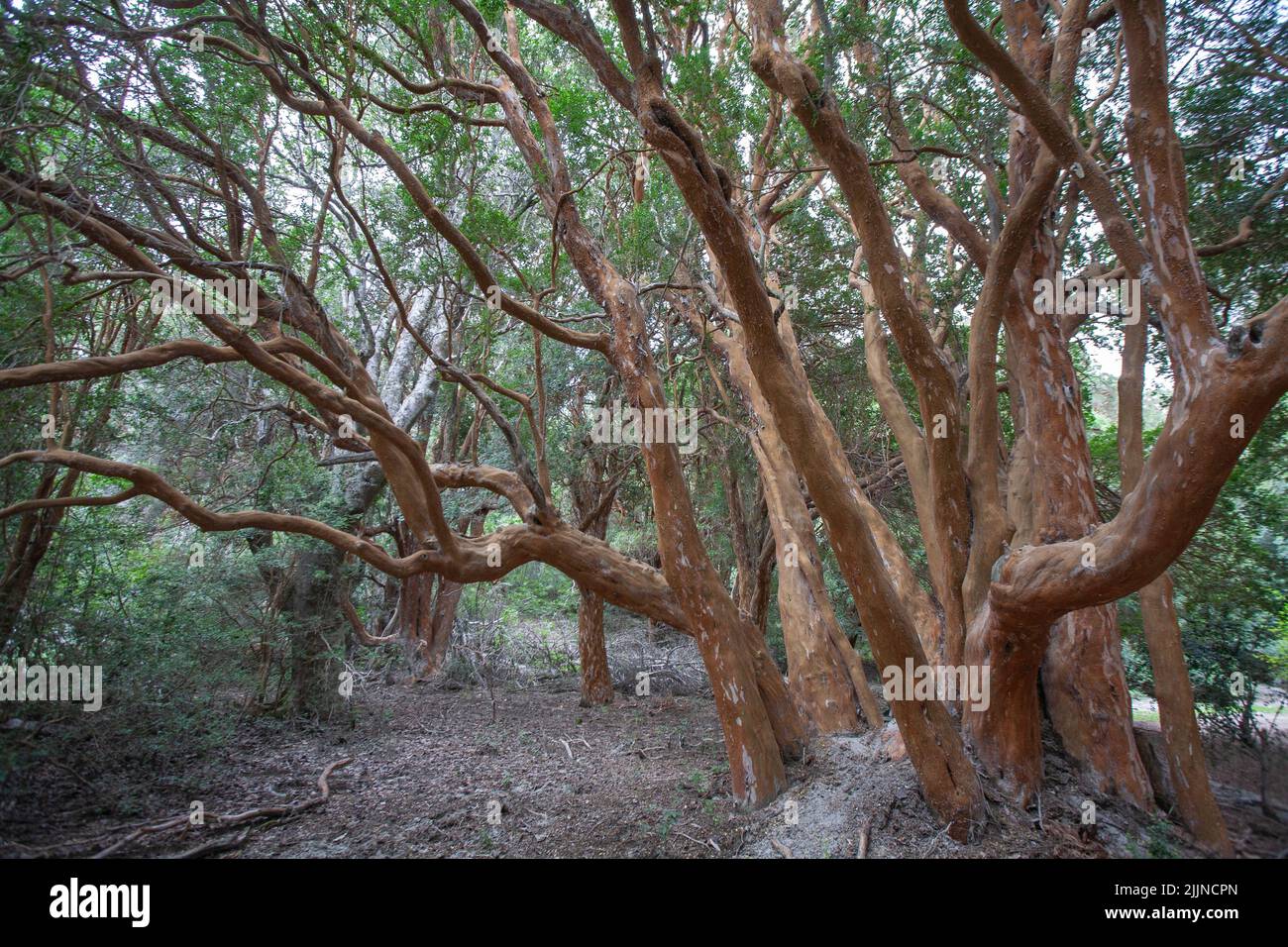 La forêt d'Arrayanes dans le district des lacs en Argentine Banque D'Images