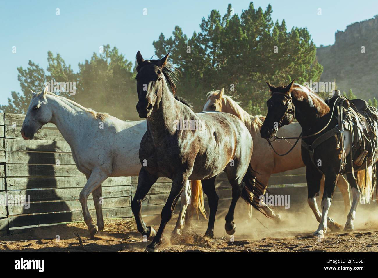 Une belle prise de vue de chevaux tournant dans le paddock en plein soleil au Texas, États-Unis Banque D'Images