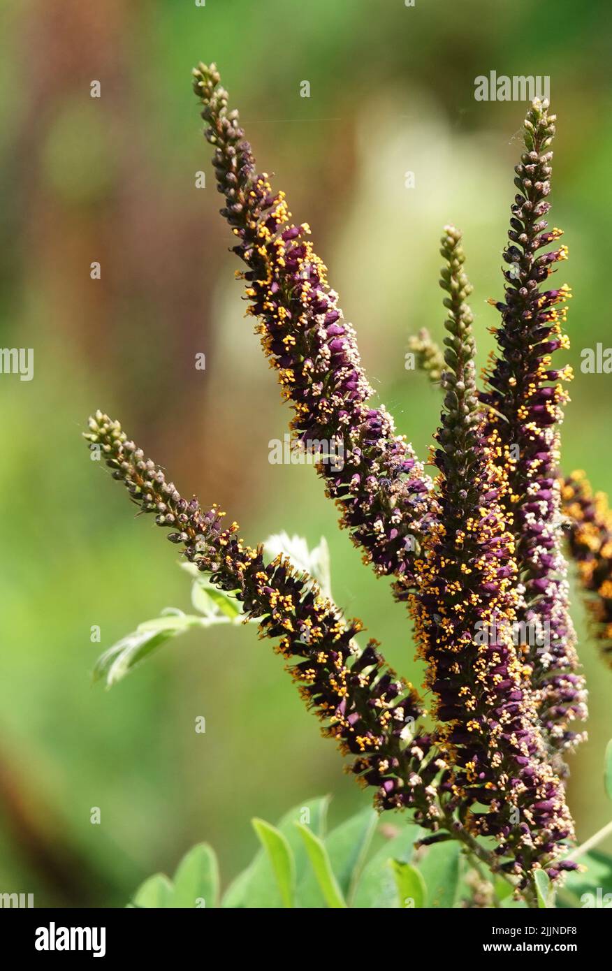 Fleurs de brousse d'Amphora au printemps et en été Banque D'Images