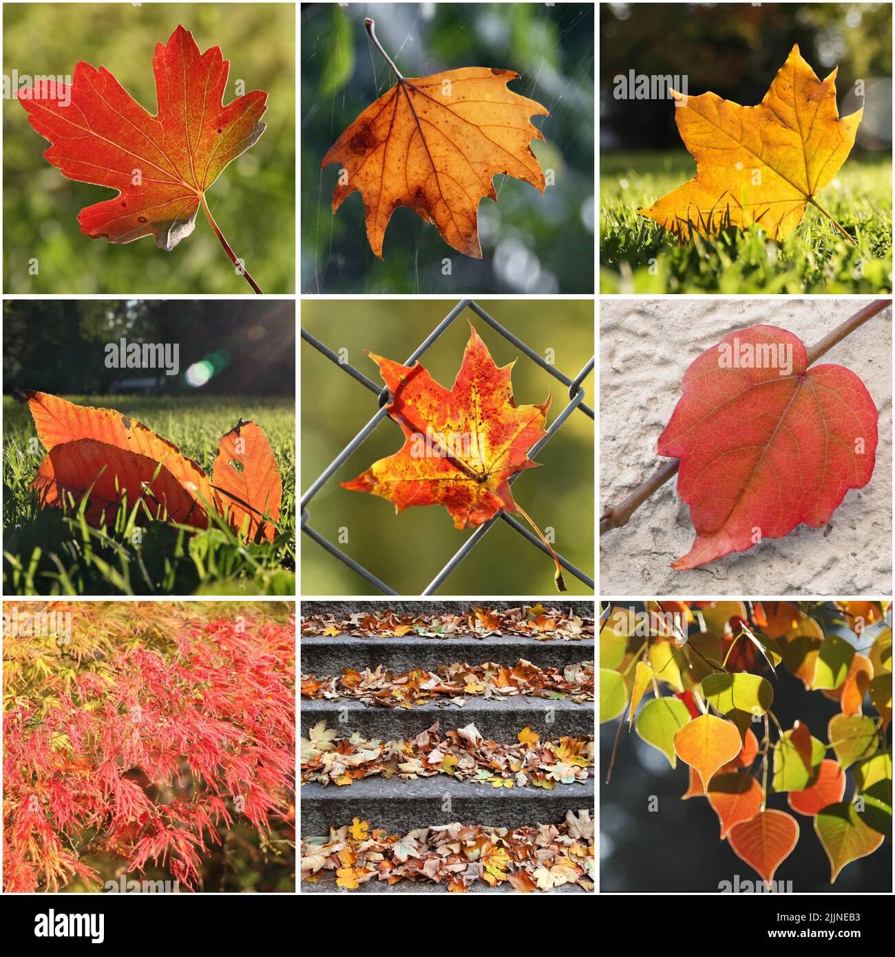 Les Feuilles D'automne Encadrent Différents Types De Feuilles. Modèle