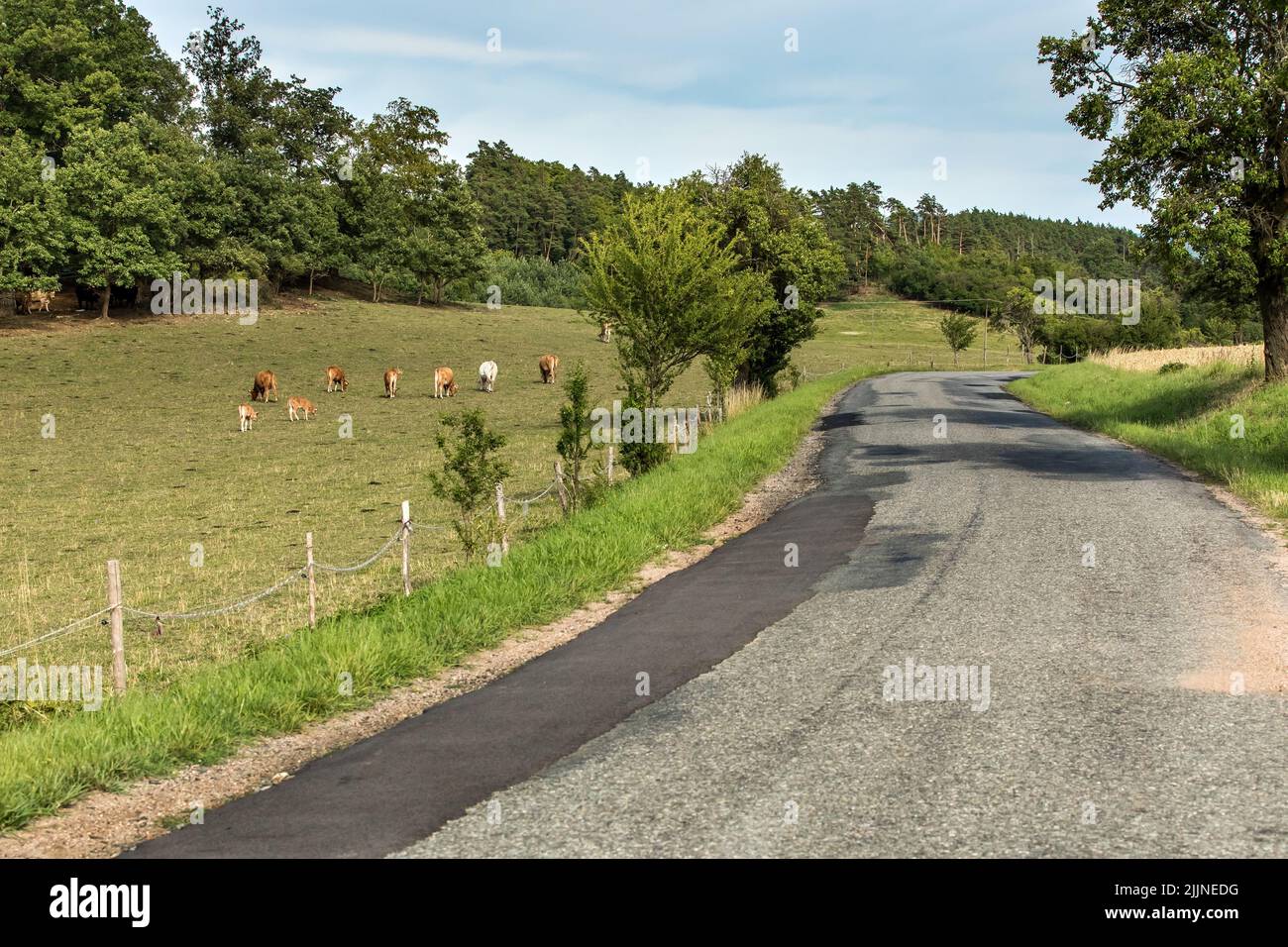 Bétail en pâturage en République tchèque. Élevage de vaches et de taureaux. Jour d'été à la ferme. Pâturage vert. Banque D'Images