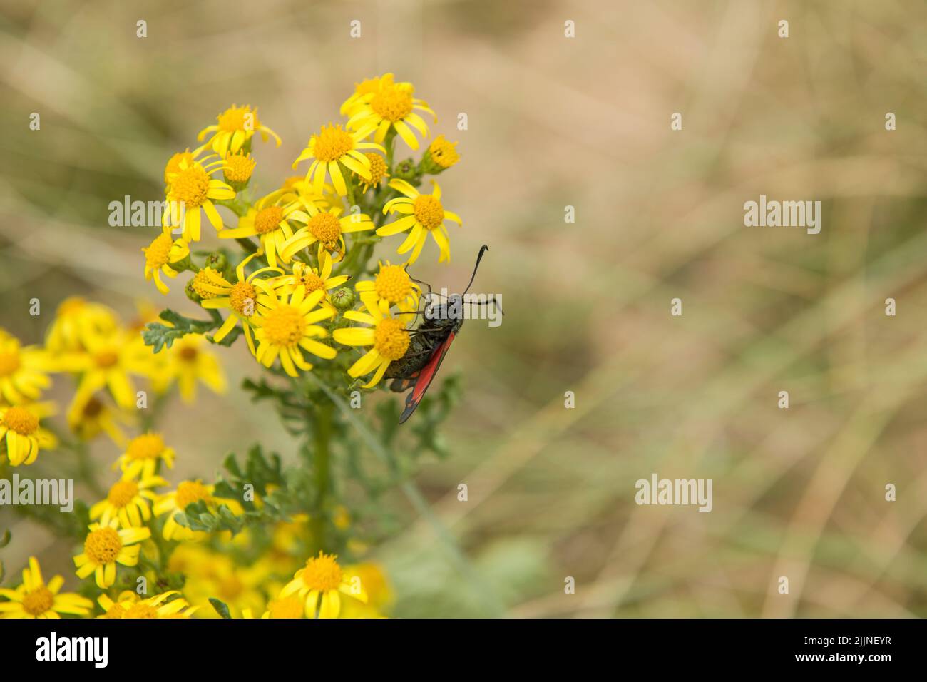 Une marmotte de Burnett sur Ragwort dans les dunes de sable de Merthyr Mawr sur la côte sud du pays de Galles Banque D'Images