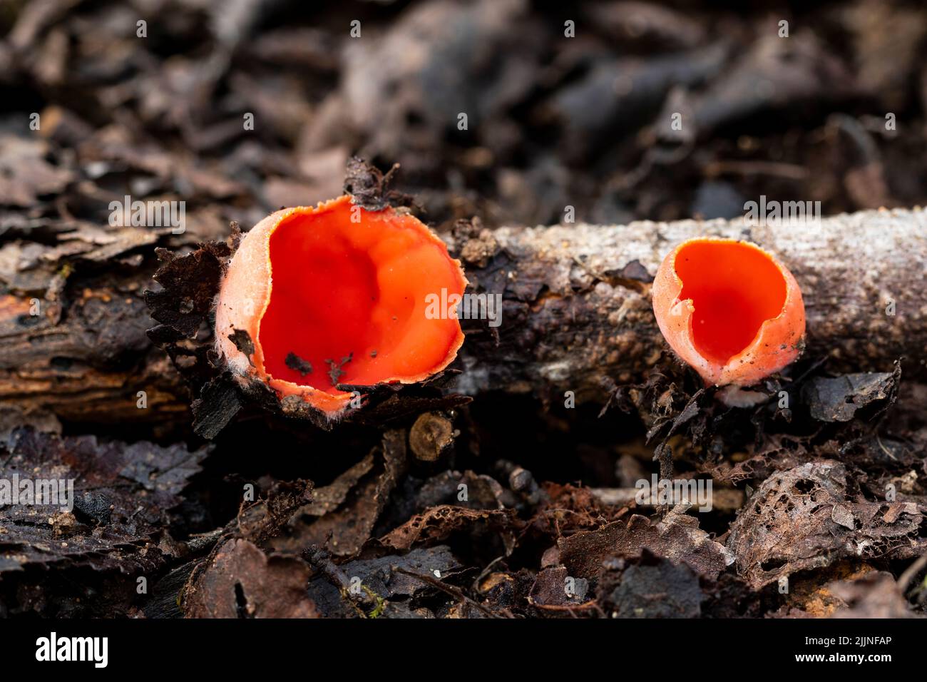 Sarcoscypha coccinea, communément connu sous le nom de Scarlet peziza, Scarlet Leprechaun Cup, Scarlet Leprechaun Hat, poussant sur le sol forestier Banque D'Images