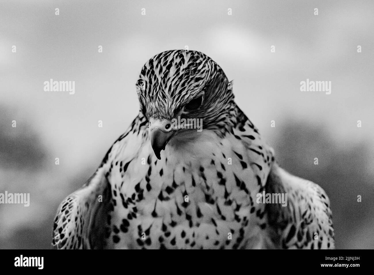 Cliché sélectif d'un oiseau de proie faucon en noir et blanc Banque D'Images