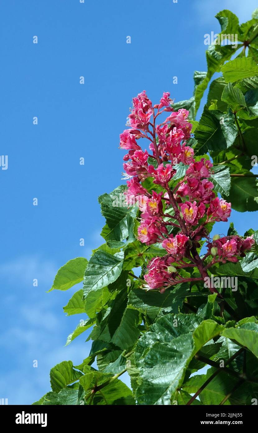 Châtaignier rouge rare à fleurs Banque D'Images