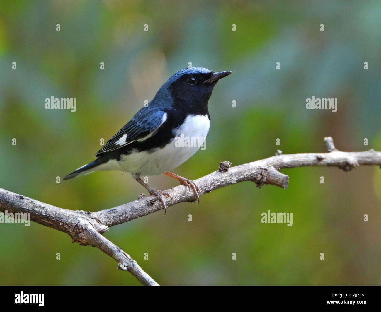 Un sélectif d'une paruline bleue à gorge noire (Setophaga caerulescens) sur une branche Banque D'Images