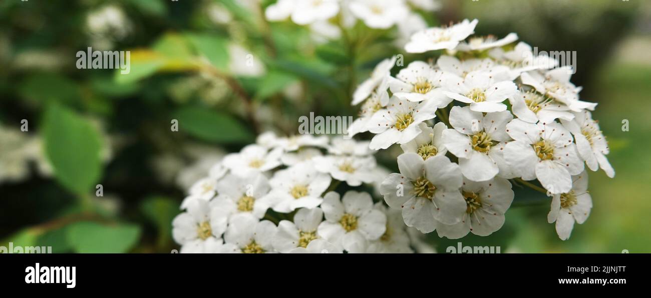 La pelouse du bord de mer est en pleine floraison avec de petites fleurs  blanches dans le parc Photo Stock - Alamy
