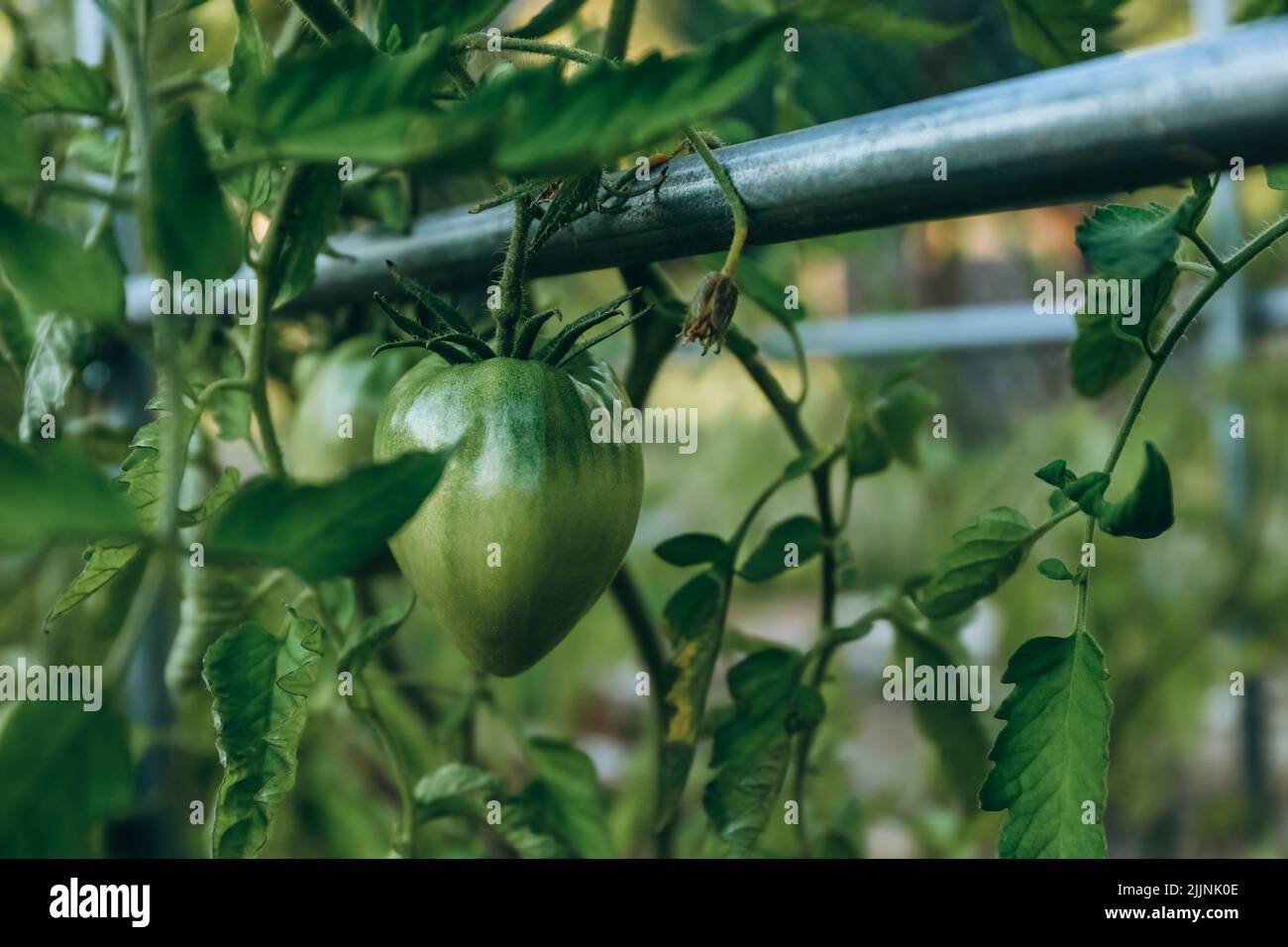 Des tomates vertes et non mûres sont suspendues sur la branche dans le jardin. Produits biologiques en pleine croissance. Banque D'Images