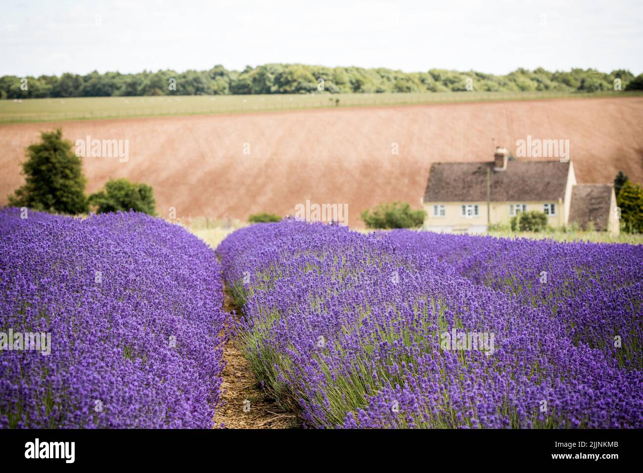 Un cottage cotswold donnant sur les champs de lavande en pleine floraison à Snowshill dans le Worcestershire Banque D'Images