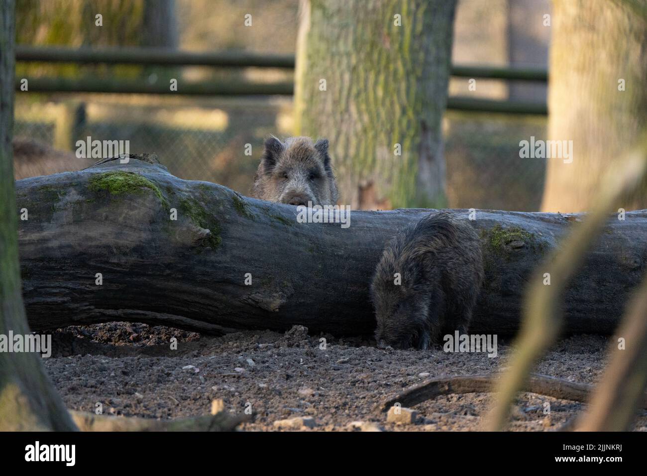 Deux sangliers curieux à côté d'un tronc d'arbre tombé dans la forêt Banque D'Images Deux sangliers curieux à côté d'un tronc d'arbre tombé dans la forêt Banque D'Images