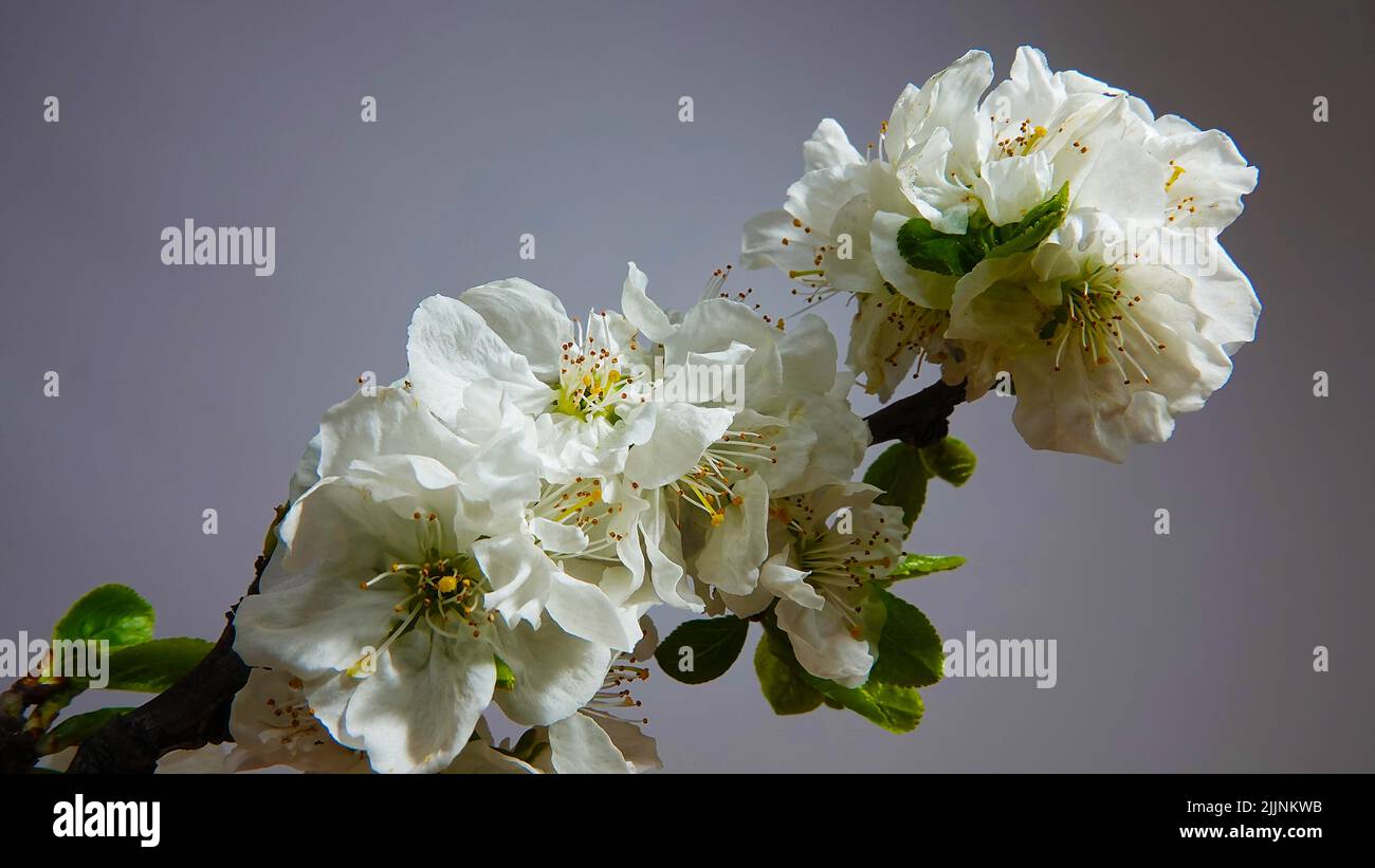 La pomme fleurit des fleurs blanches et des bourgeons avant dissolution Banque D'Images