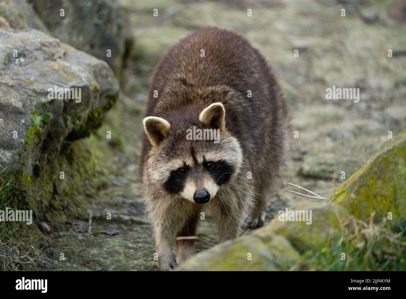 Un mignon raton laveur de Guadeloupe dans la nature en marchant vers l'appareil photo Banque D'Images