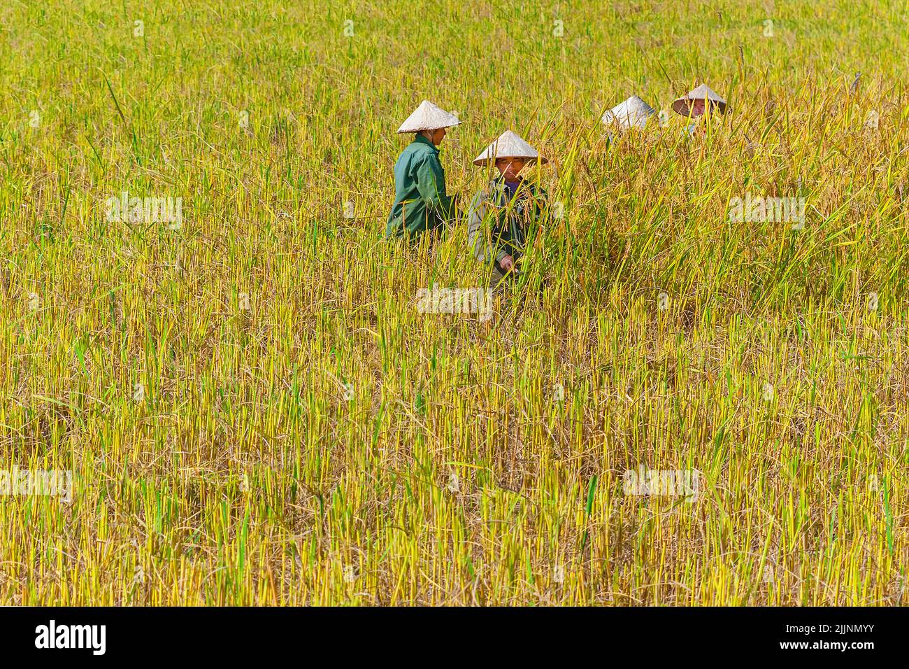 Quatre laotiennes travaillant dans un champ de riz près de Vang Vieng, au Laos Banque D'Images
